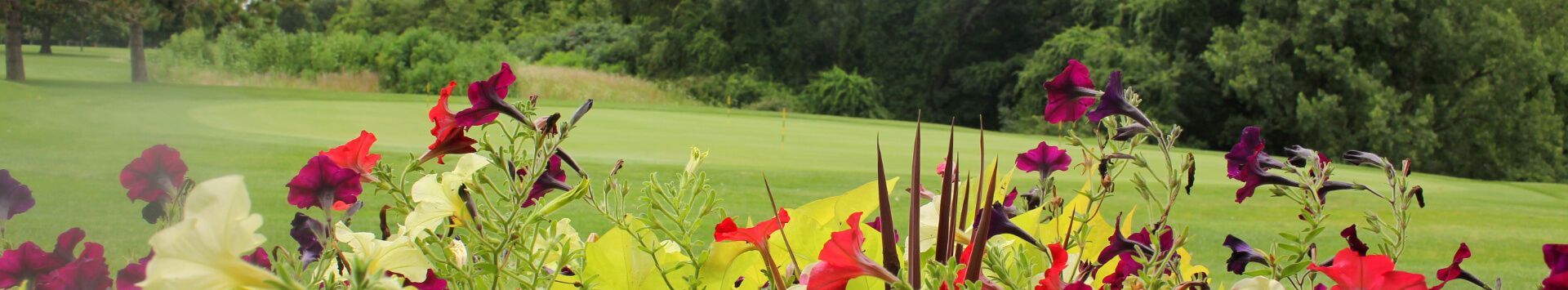 Colorful flowers near green